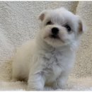 도그마루 이미지