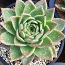 샐리가든 이미지