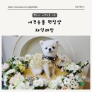 챠밍애견 네이버블로그