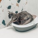 S동물병원 이미지