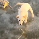 강아지나라 이미지