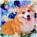 안아줄개 이미지