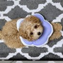 신월라온동물의료센터 | 유선종양 막을 수 있어요 - 강아지 자궁축농증 수술 케이스 - 울산 중구 동물병원 라온동물메디컬센터