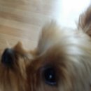 돈까스클럽(포천점) 이미지