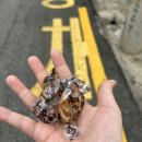 동양식육점 이미지