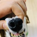 리버풀동물병원 | &lt;파주금촌&gt;반려견스케일링은 친절하고 잘챙겨주시는 리버풀 동물병원에서