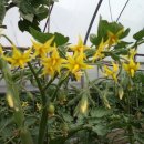 영대농장 이미지