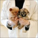 퍼피라이프 이미지