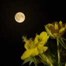 물의 기억 이미지