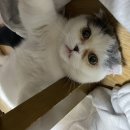 바스텟고양이병원 이미지