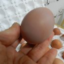 행운유정란 이미지