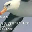 알바트로스 이미지
