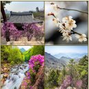 45. 後滄名詩후창명시(181~185)臺巖旅興대암려흥,春雨춘우,松坡族叔與愼軒來訪송파족숙여신헌래방 未遇以詩追謝미우이시추사,松坡復訪同賦송파 이미지
