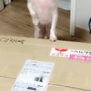 퍼피스캔들 네이버블로그