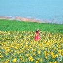 선도수선화 이미지