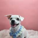 그루머공간 이미지