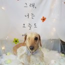 늘이쁘개 이미지