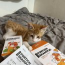 뽑냥 | 🐱정글몬스터 고양이 일회용 포션 샴푸 &amp; 쏙쏙뽑냥 토너 솔직 후기