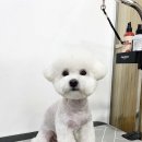 하루가다르개 이미지