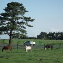 비타민 숲 이미지