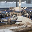 태승목장 이미지