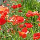 동사무소 앞 이미지