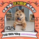 애교/3살/여아(3개월 이상도 가능) 이미지