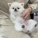 이뻐질개 애견미용실 | 김해 내외동애견미용 [이뻐질개] 스트레스 없는 김해애견미용실