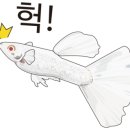 구피숍