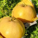 루니농장 이미지