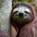 나무늘보 이미지