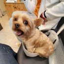 레인보우동물병원 | [대전] 강아지 혈변! 전주에서 대전까지_레인보우 동물병원 진료 자세한 후기