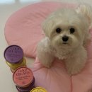 어뇽어뇽 이미지