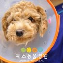 예스동물병원 이미지