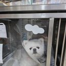 상도힐링동물병원 이미지