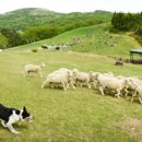 웃음꽃목장 이미지