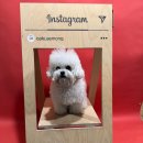 애몽 | 서울근교 고양 북한산뷰 실내,실외(카페애몽 애견카페) 후기