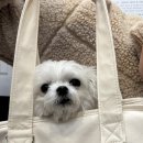 24시 포항 이음동물의료센터 이미지