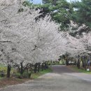 은해사 벚꽃길 이미지