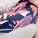 러비도기 이미지