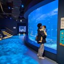 서해안 안전체험관 | 5세 이하 무료! 시흥 거북섬 '해양생태과학관' 아기랑 다녀온 후기(ft.바다사자 먹이주기)