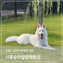 아우농장 | 서울 근교 강아지 운동장 대관 시흥승마힐링체험장 후기