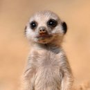 나는펫이다 이미지