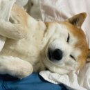 개꿈꾸는 고양이 이미지