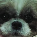 LOVING PET 이미지