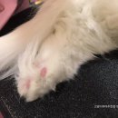 펫바보