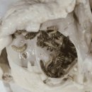 하림생닭 이미지