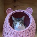 고양이미용&호텔 냥집사 이미지