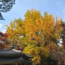 신하우스타공인중개사사무소 | 서울단풍 명소, 창덕궁 후원(비원) 관람