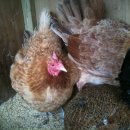 어울림농장 이미지